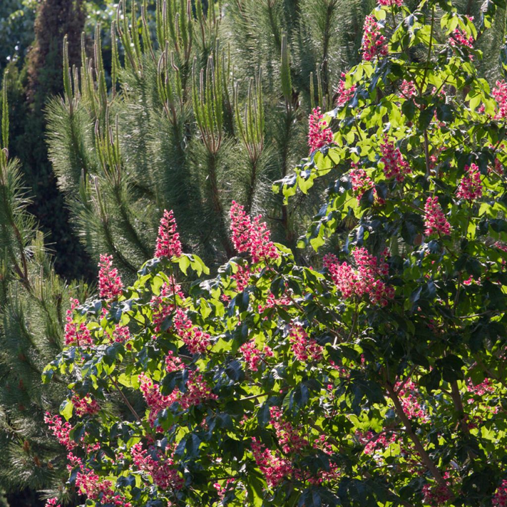 Aesculus x carnea Briotii