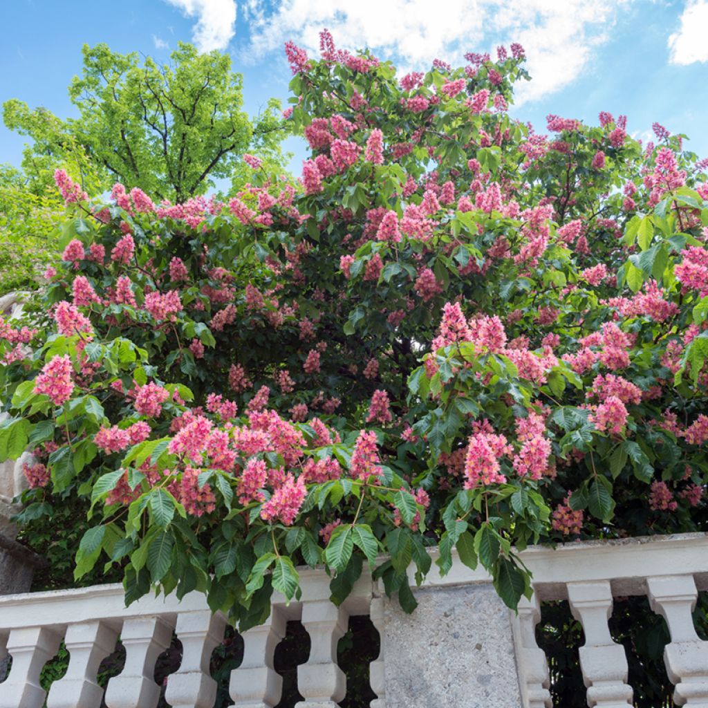 Aesculus x carnea Briotii