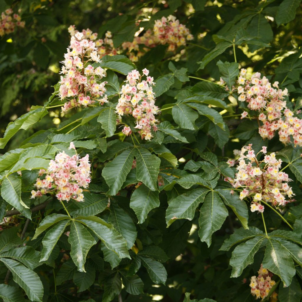 Aesculus x carnea Plantierensis - Red Horse Chestnut