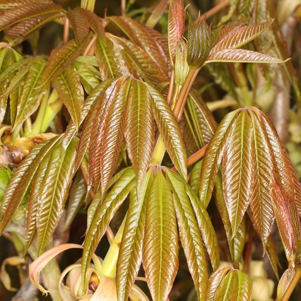 Aesculus chinensis - Chinese horse chestnut 