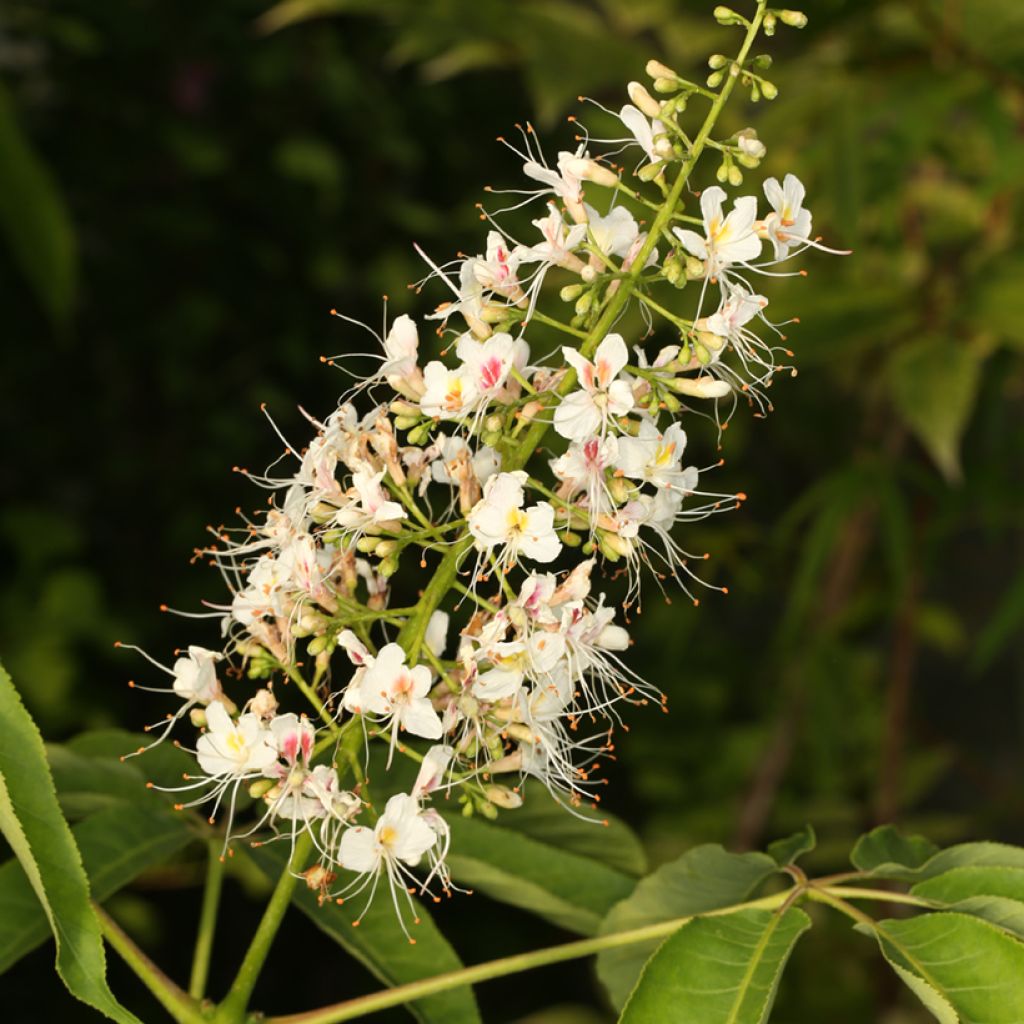 Aesculus chinensis - Chinese horse chestnut 