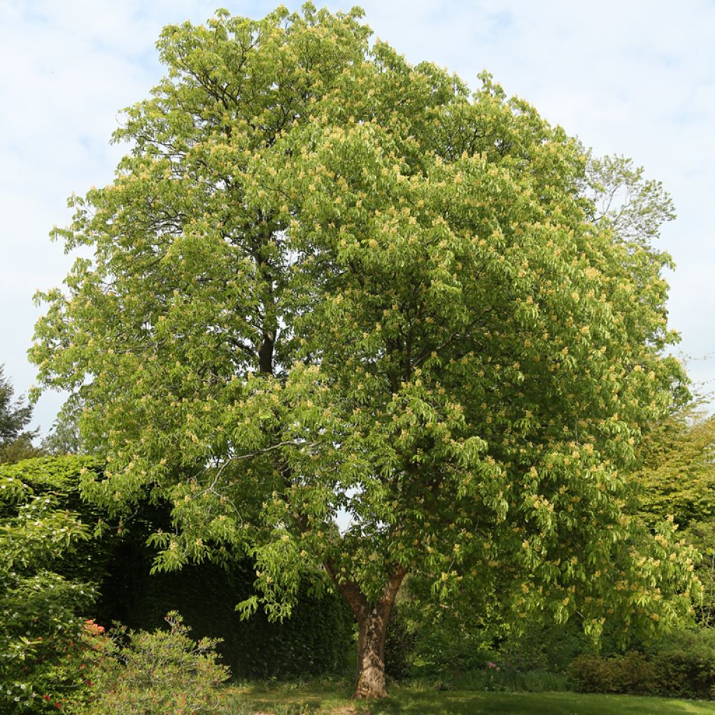 Aesculus flava - Yellow Buckeye