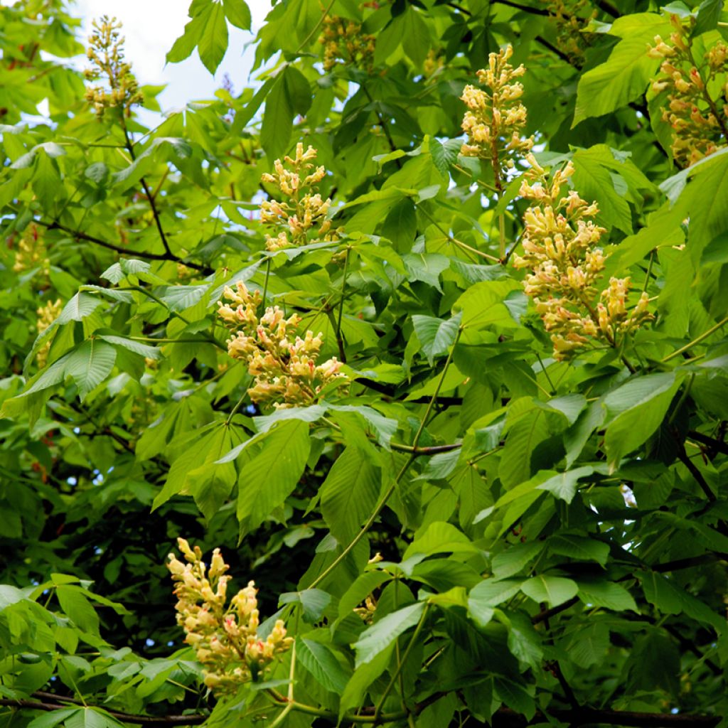 Aesculus flava - Yellow Buckeye