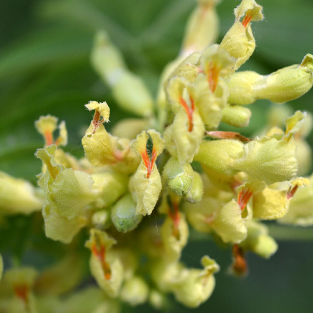 Aesculus flava - Yellow Buckeye