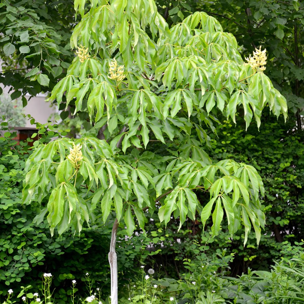 Aesculus flava - Yellow Buckeye