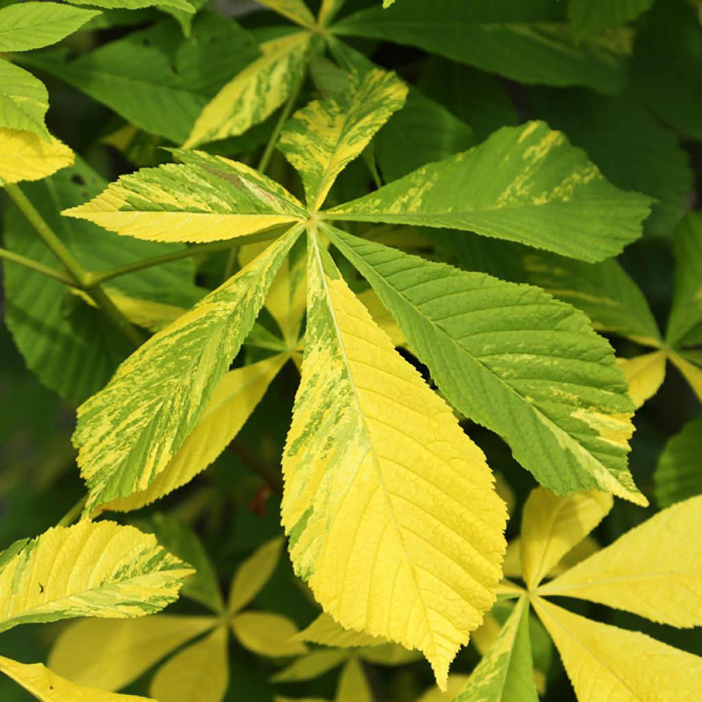 Aesculus hippocastanum Franek