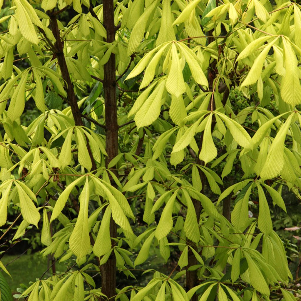 Aesculus hippocastanum Hampton Court Gold