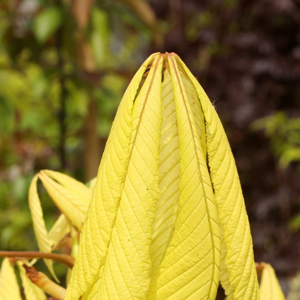 Aesculus hippocastanum Hampton Court Gold