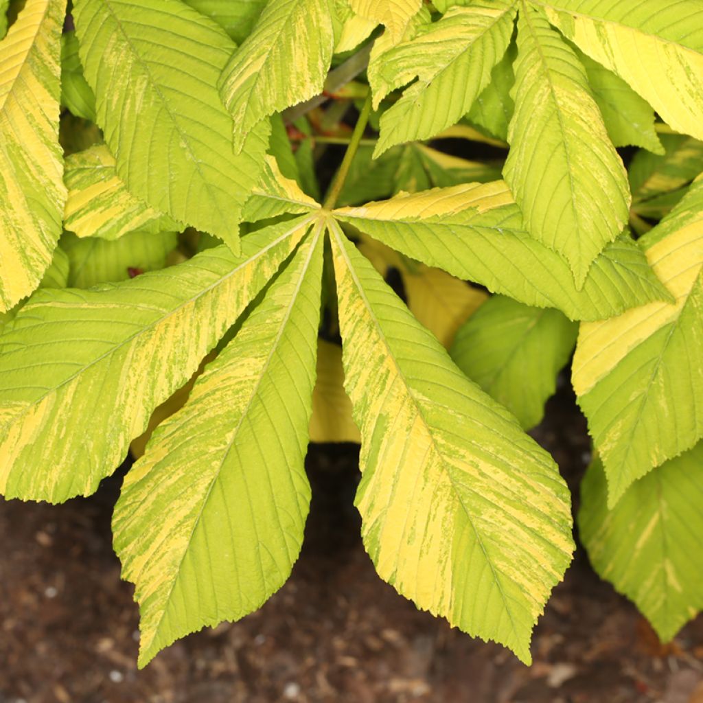 Aesculus hippocastanum Karolina Reinhold