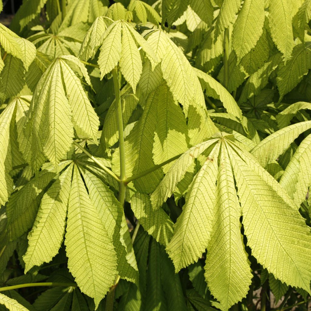 Aesculus hippocastanum Memmingeri