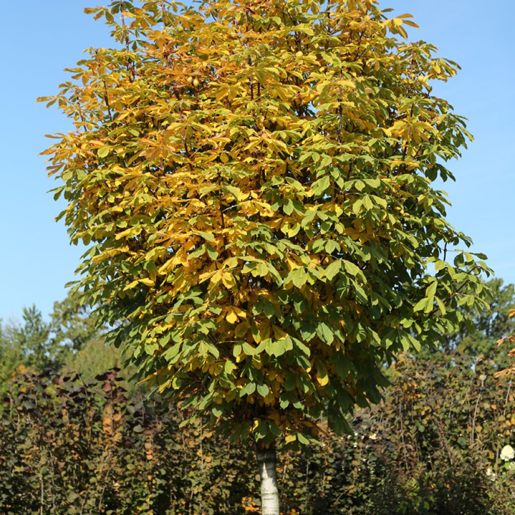 Aesculus hippocastanum Umbraculifera