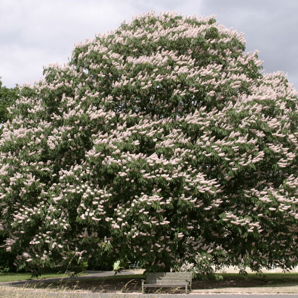 Aesculus indica Sydney - Indian horse-chestnut Pearce - Marronnier de l'Himalaya