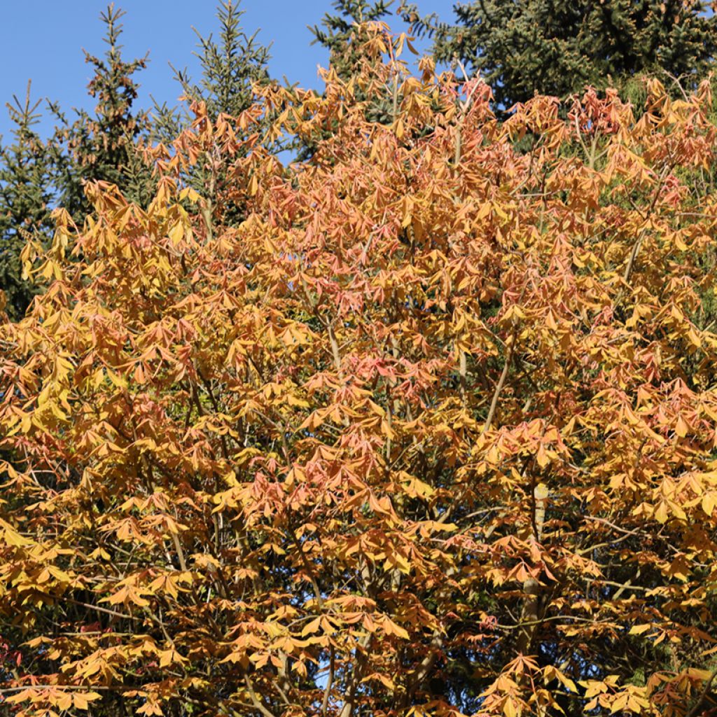 Aesculus x neglecta Erythroblastos - Carolina horse chestnut