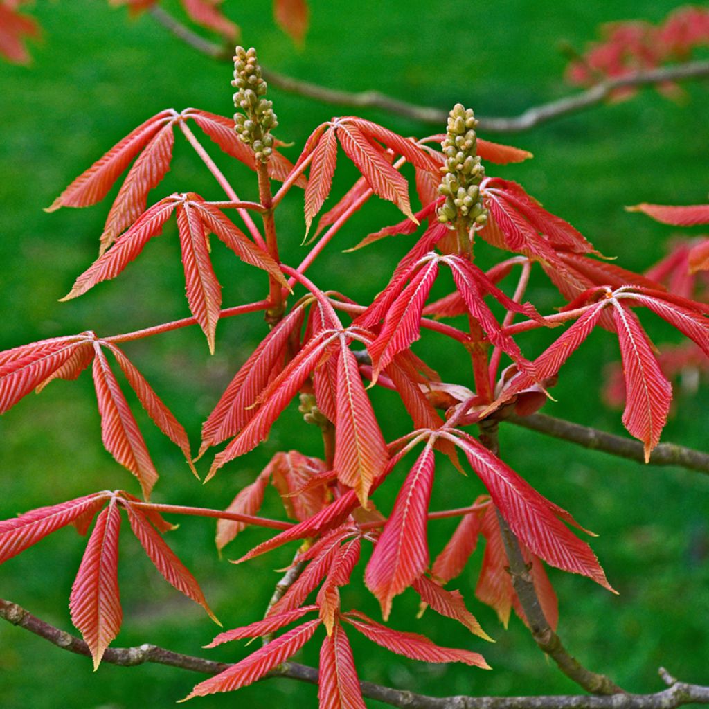 Aesculus x neglecta Erythroblastos - Carolina horse chestnut