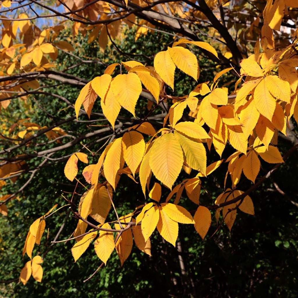 Aesculus parviflora