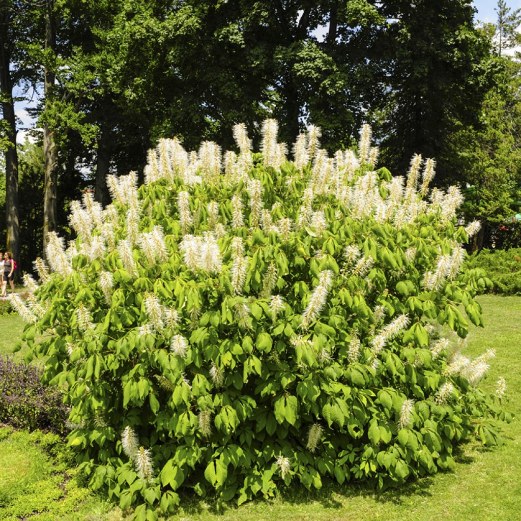 Aesculus parviflora