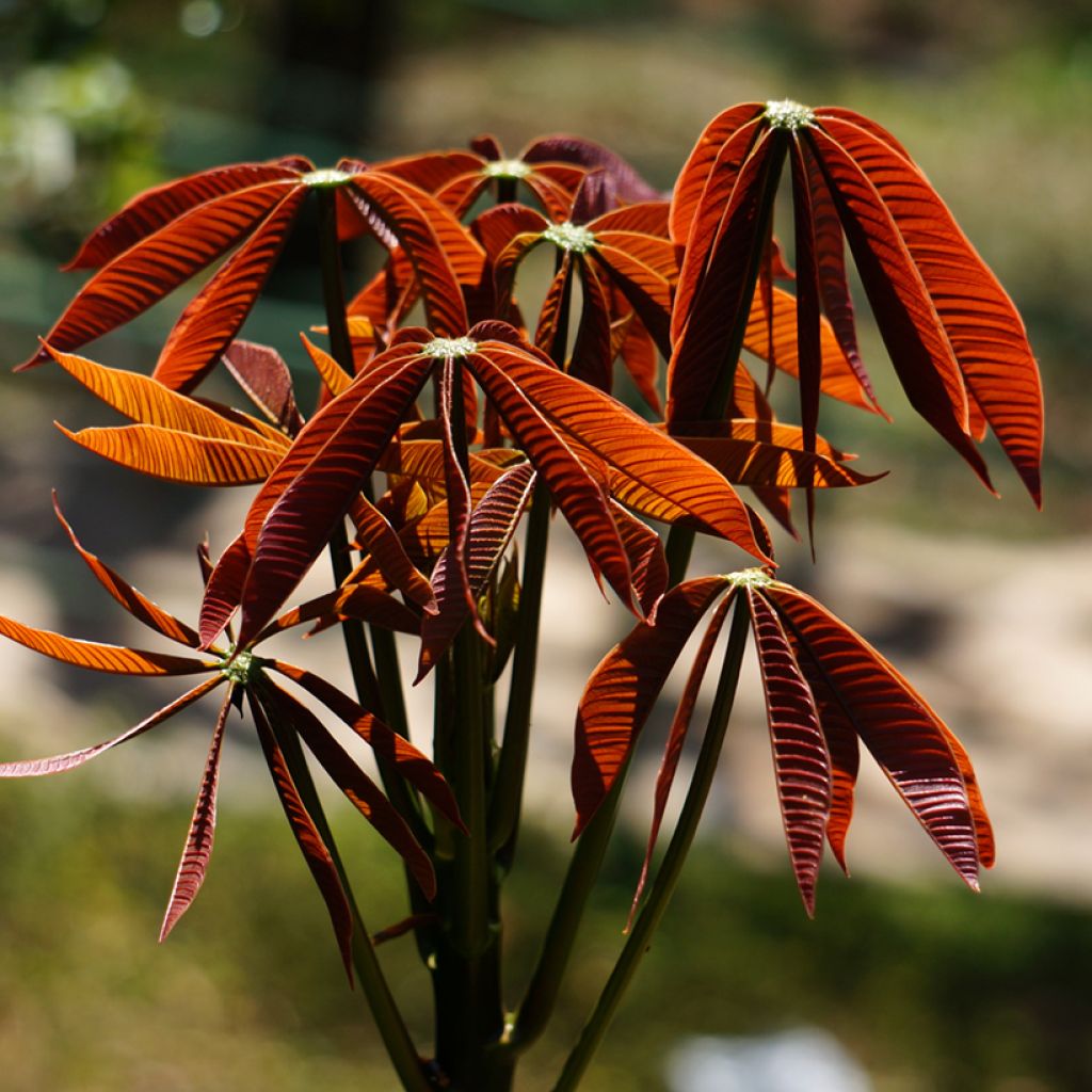 Aesculus parviflora