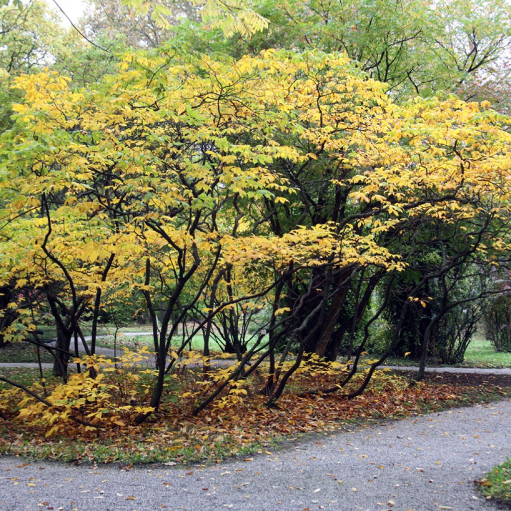 Aesculus parviflora