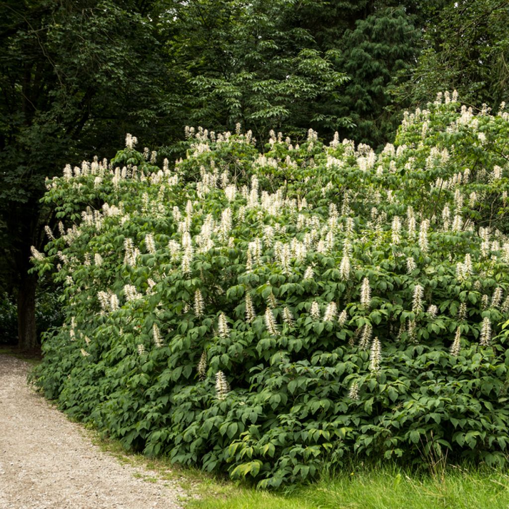 Aesculus parviflora