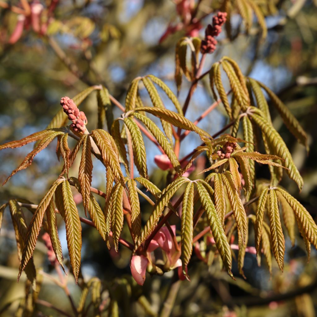 Aesculus pavia Humilis