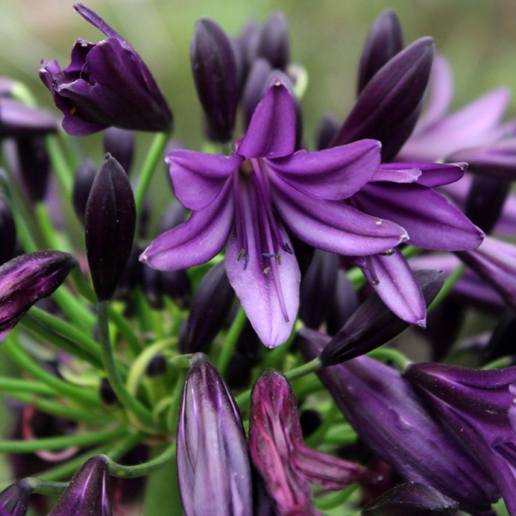 Agapanthus Black Jack