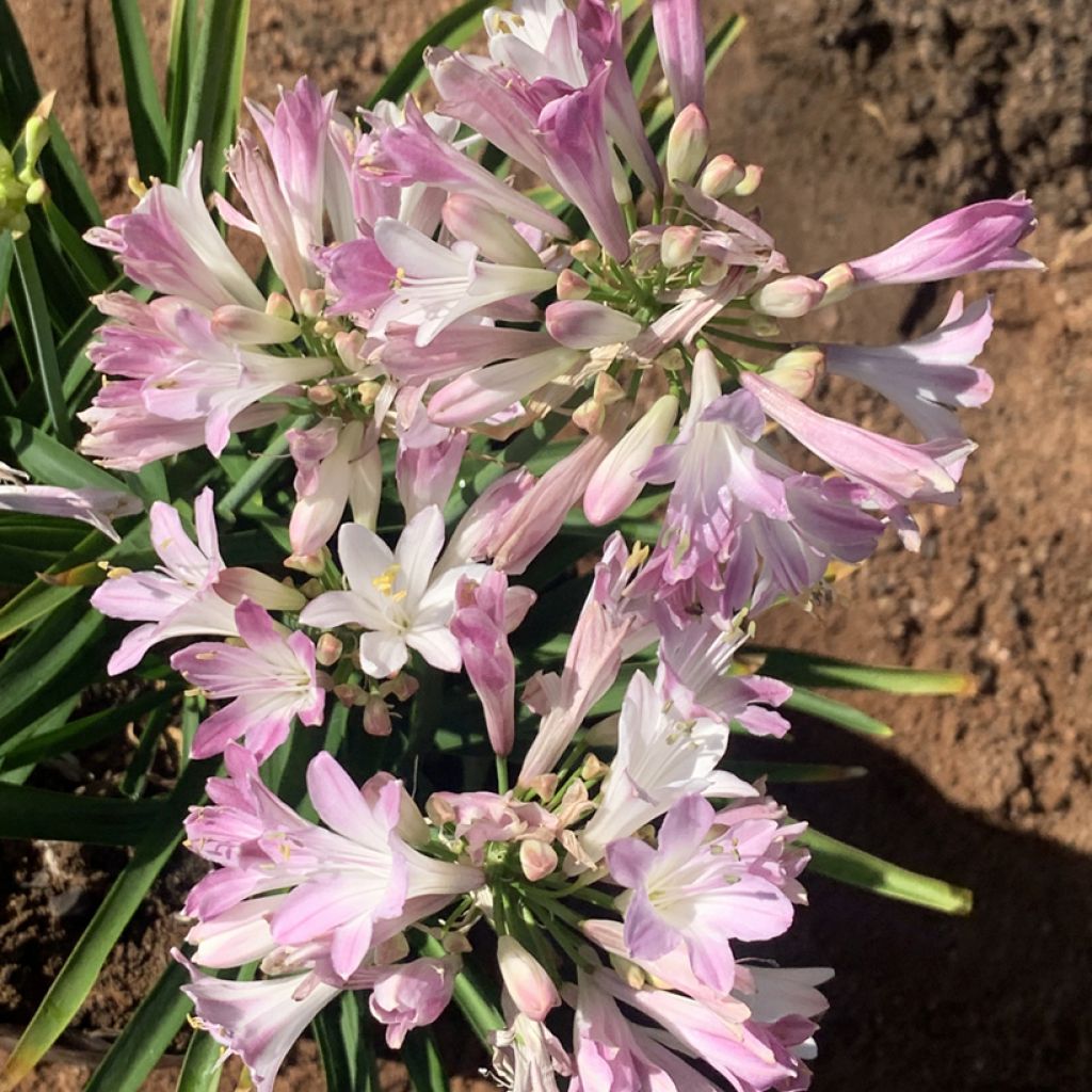 Agapanthus Blush Pink - African Lily