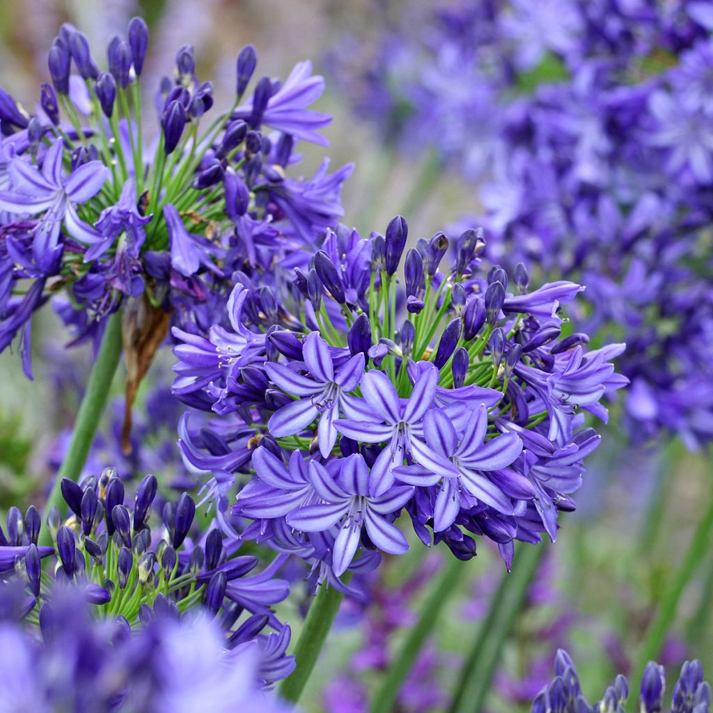 Agapanthus Northern Star