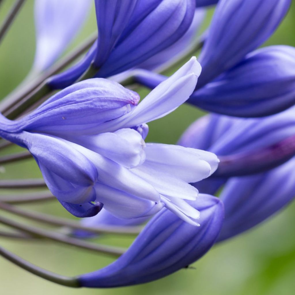 Agapanthus praecox Flore Pleno