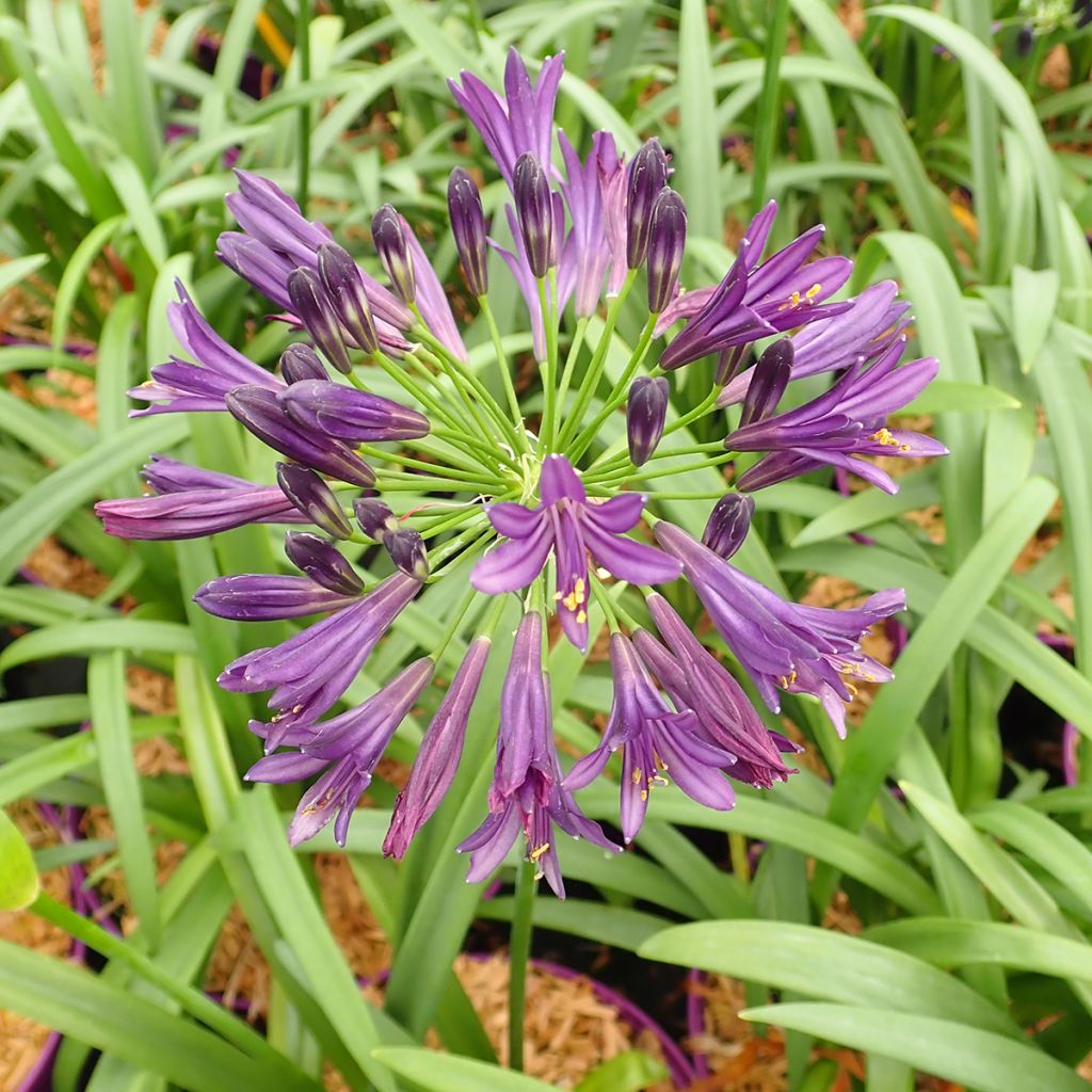 Agapanthus x africanus Pitchoune Violet - African Lily