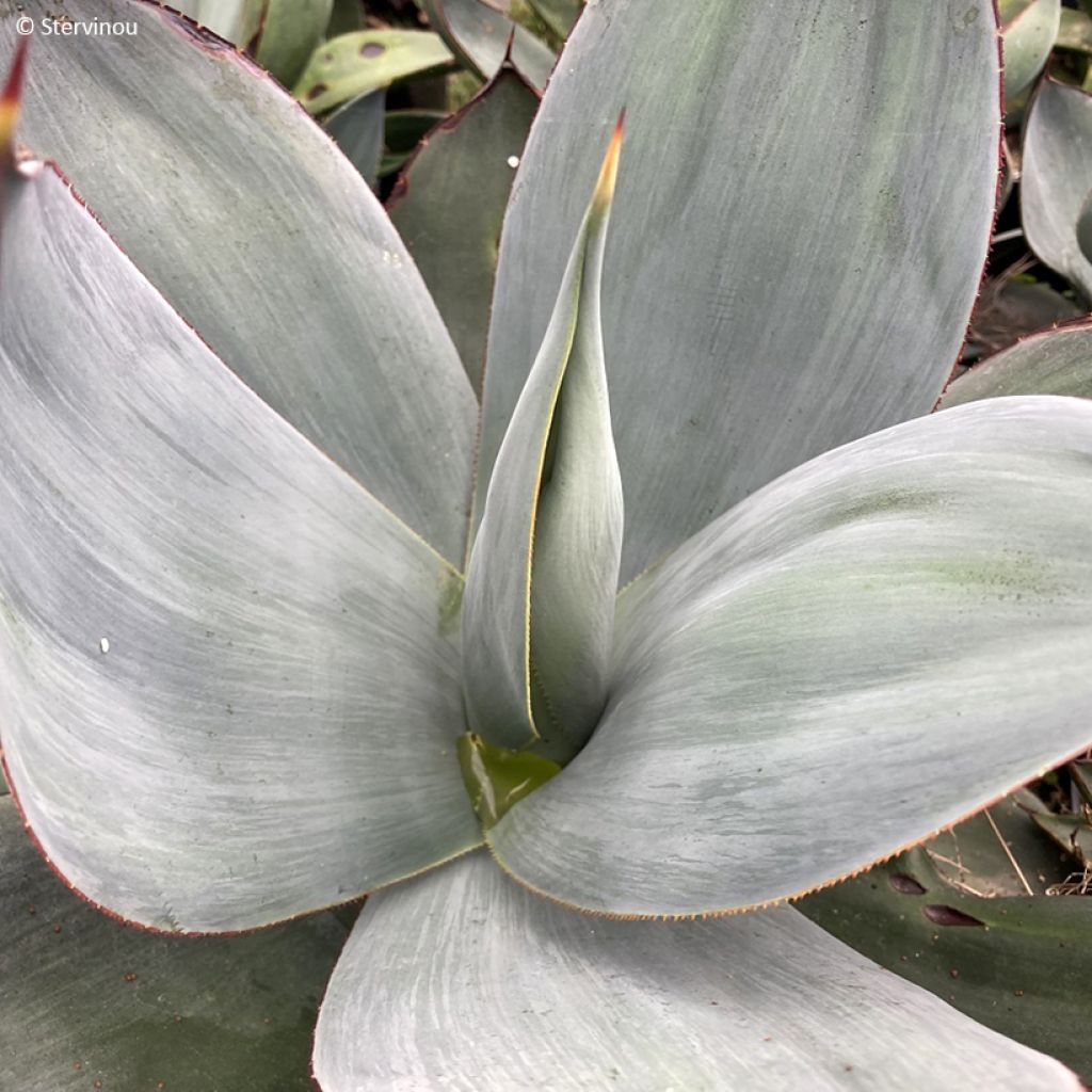 Agave celsii Nova - Agave mitis