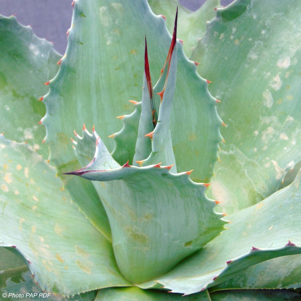 Agave ovatifolia