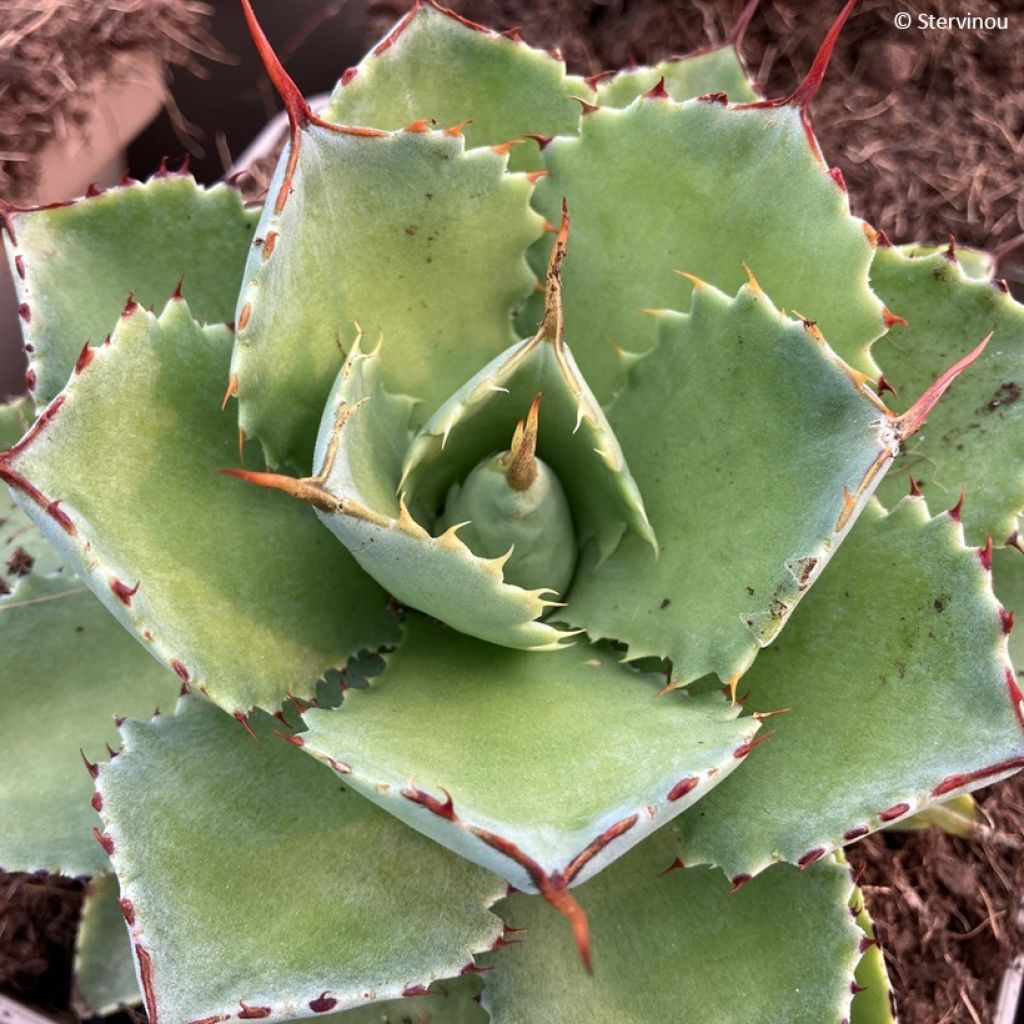 Agave potatorum Kichiokan - Verschaffelt Agave