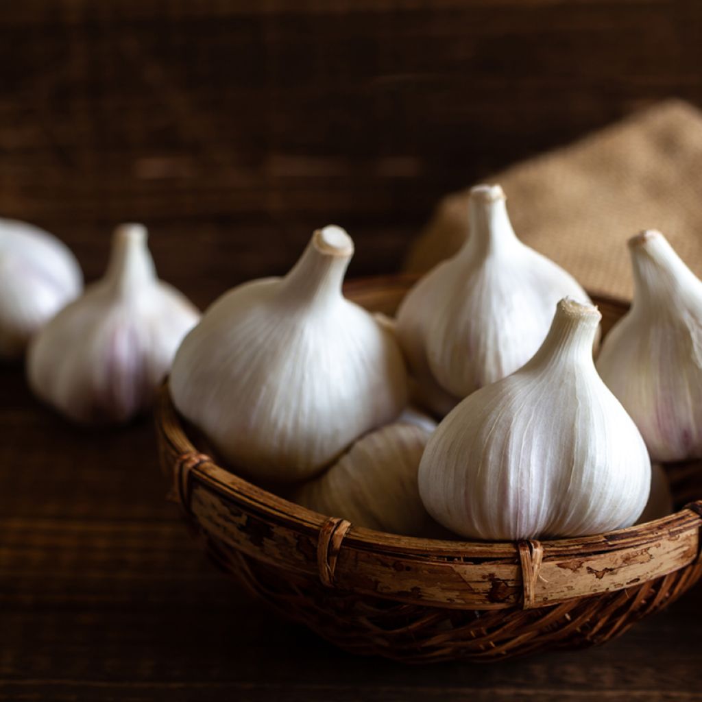 Garlic Flavor - Allium sativum