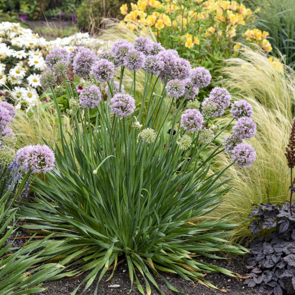 Allium Bubble Bath - Blue Siberian Onion