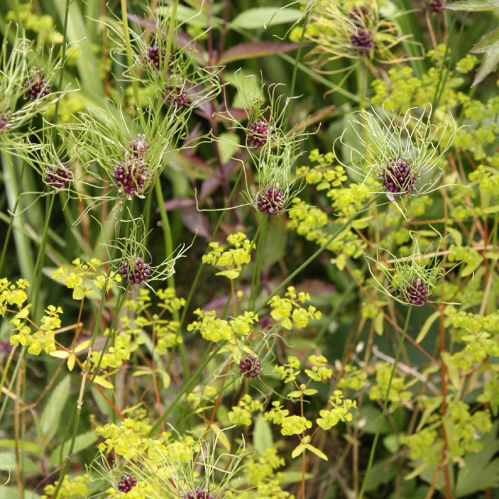 Allium vineale Hair