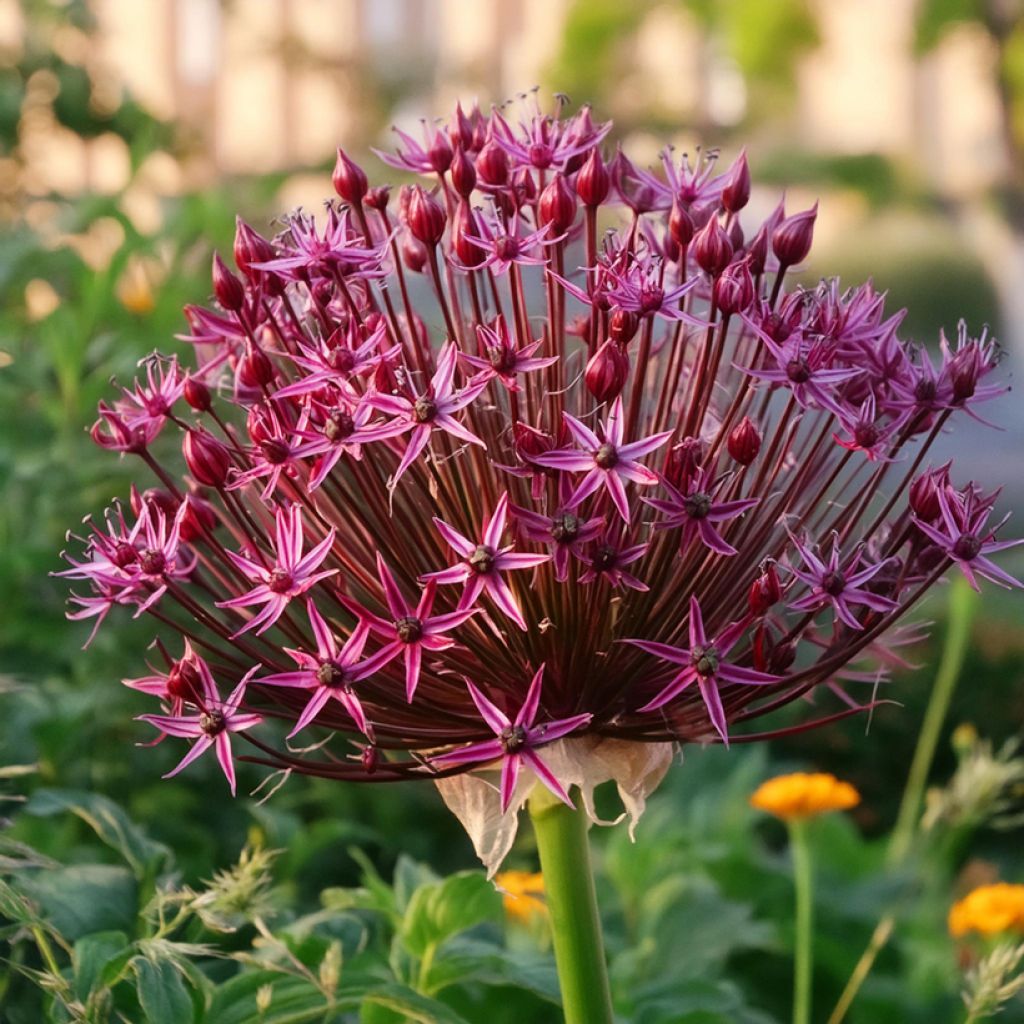 Allium schubertii Magic 