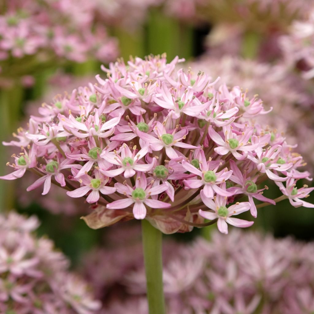 Allium nigrum  Pink Jewel