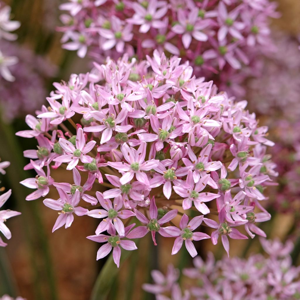 Allium nigrum  Pink Jewel