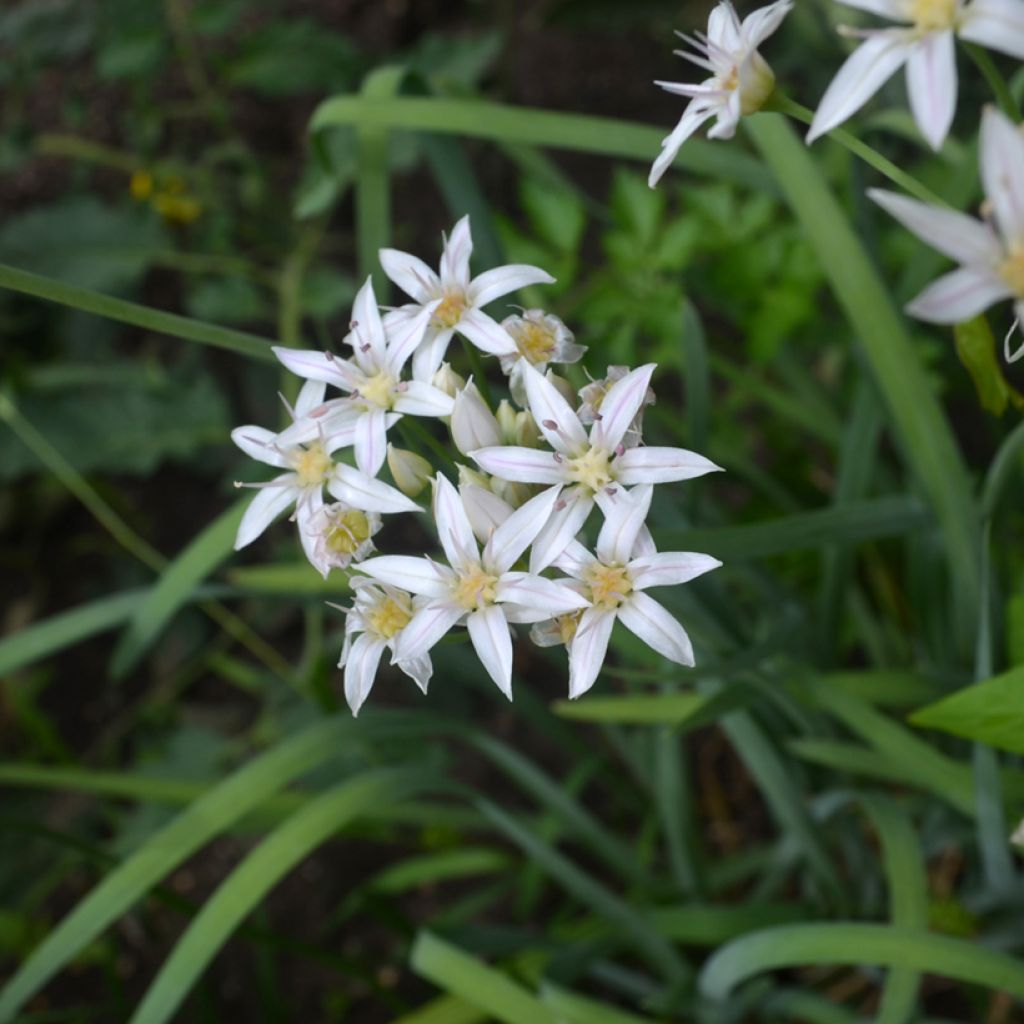 Allium plummerae - Ornamental Onion