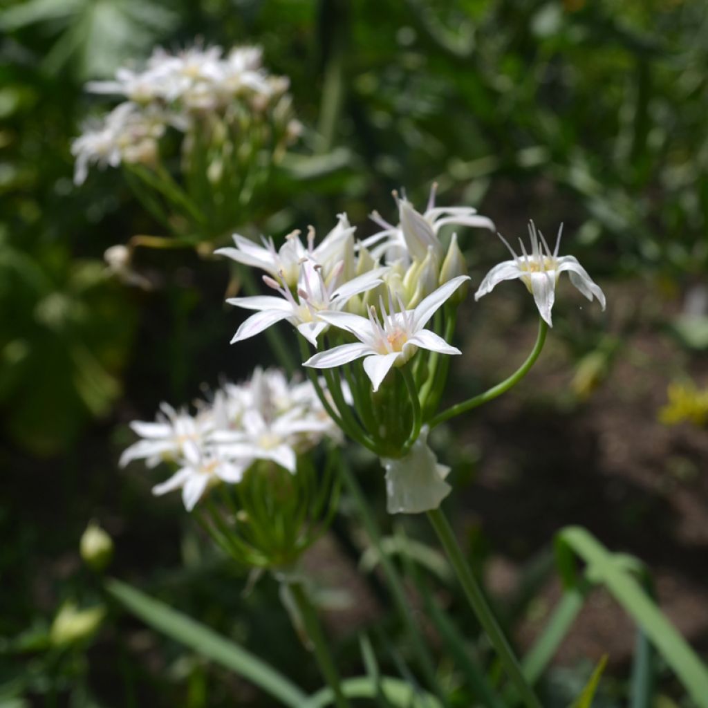 Allium plummerae - Ornamental Onion