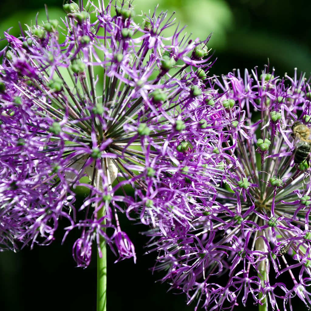 Allium rosenbachianum