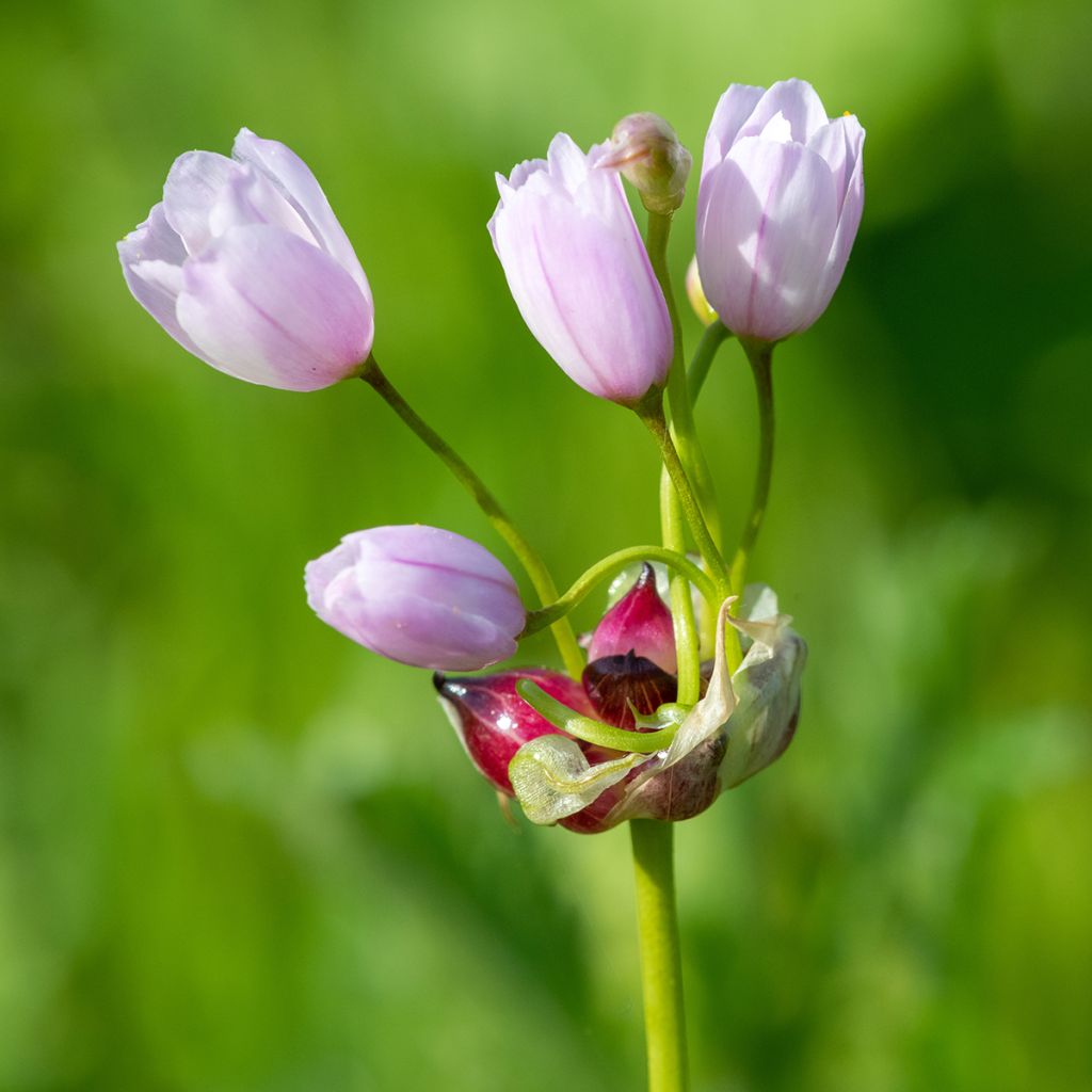 Allium roseum