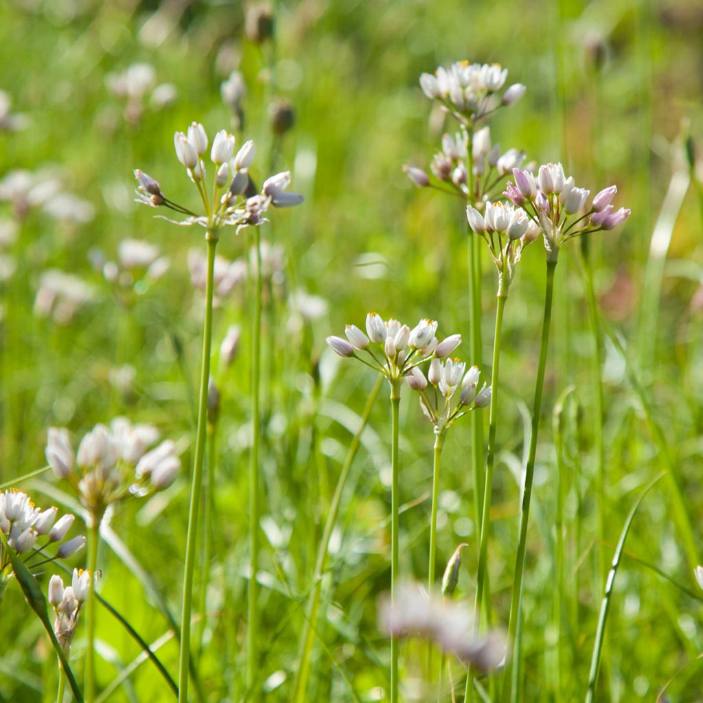 Allium roseum