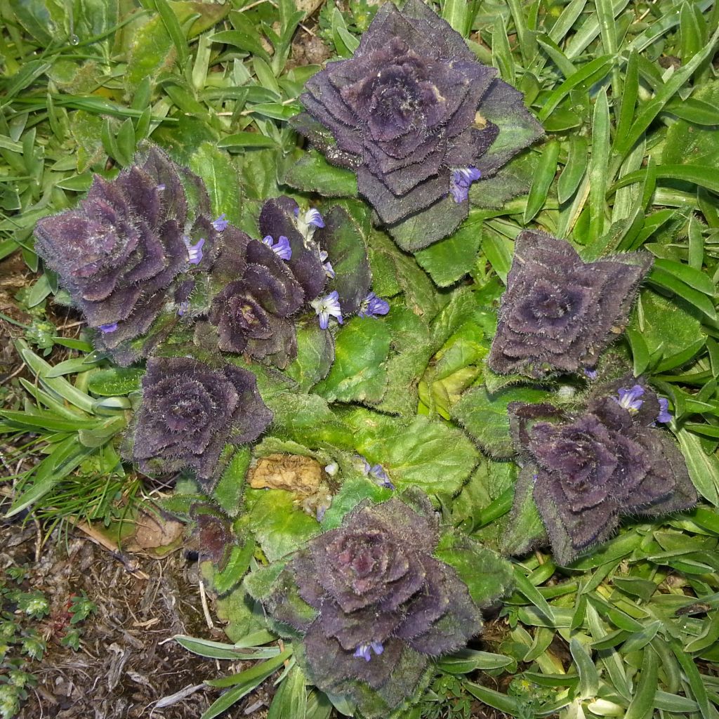 Ajuga pyramidalis 