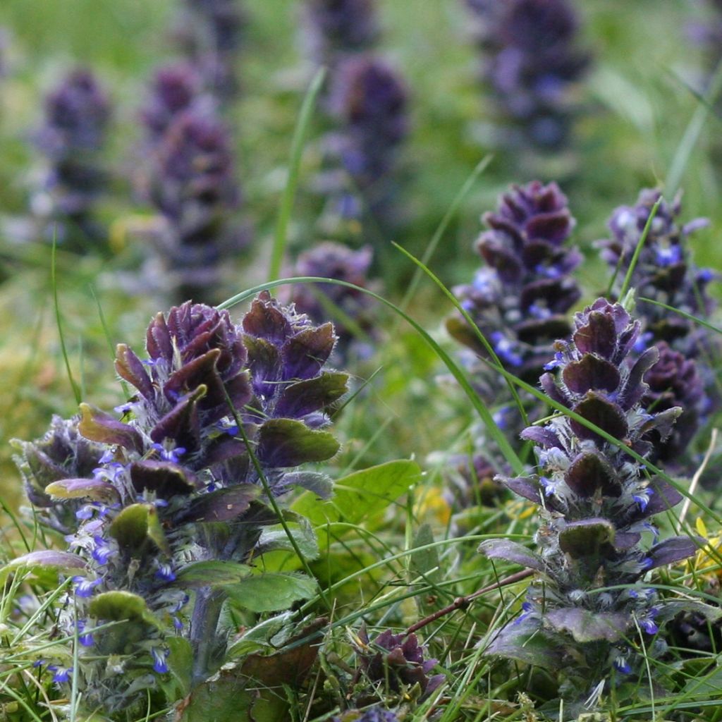 Ajuga pyramidalis 