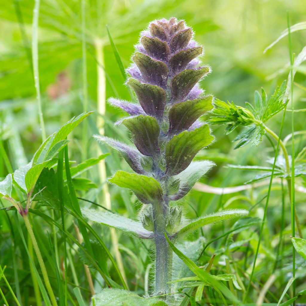 Ajuga pyramidalis 