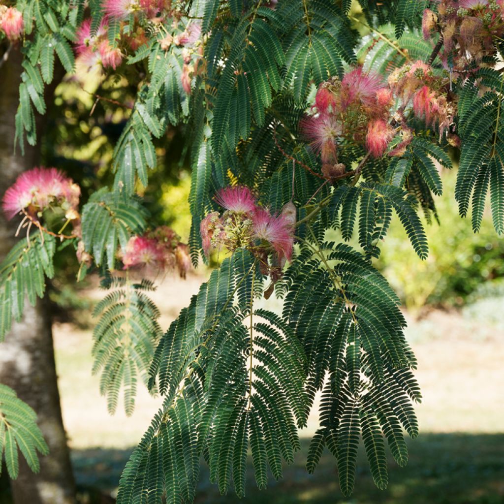 Albizia julibrissin Ombrella