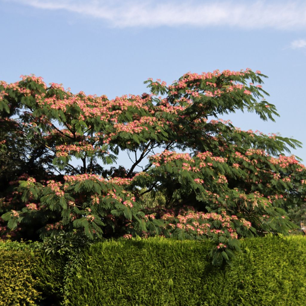 Albizia julibrissin Ombrella