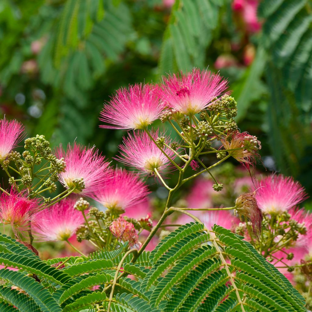 Albizia julibrissin Rosea