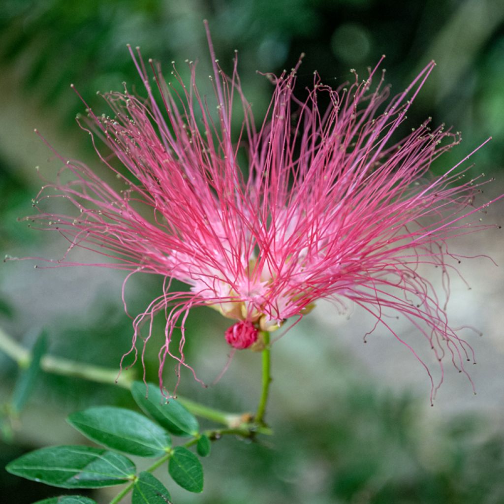 Albizia julibrissin Rosea